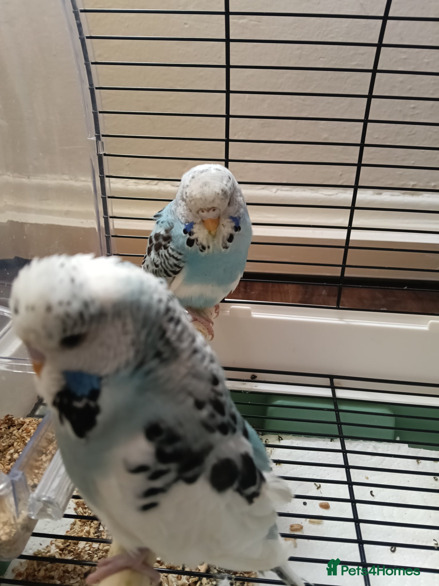 Budgerigars birds Budgie for sale - Advert 2