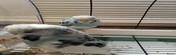 Budgerigars birds for sale: Budgie for sale - Advert 1