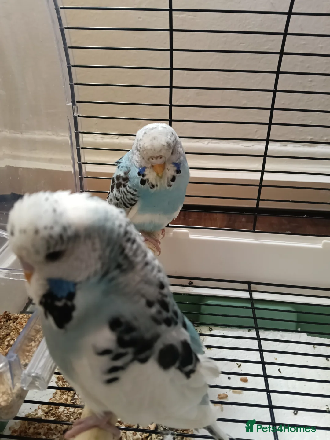 Budgerigars birds for sale: Budgie for sale - Advert 1