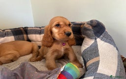 Cocker Spaniel dogs for sale: *Show Type* Cocker Spaniel Puppies  - Image 3