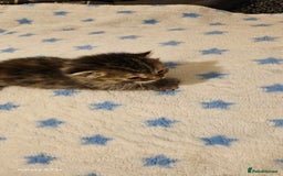 Mixed Breed cats for sale: 5 Bengal x Kittens–Glitter Coats,Beautiful Colours - Image 6