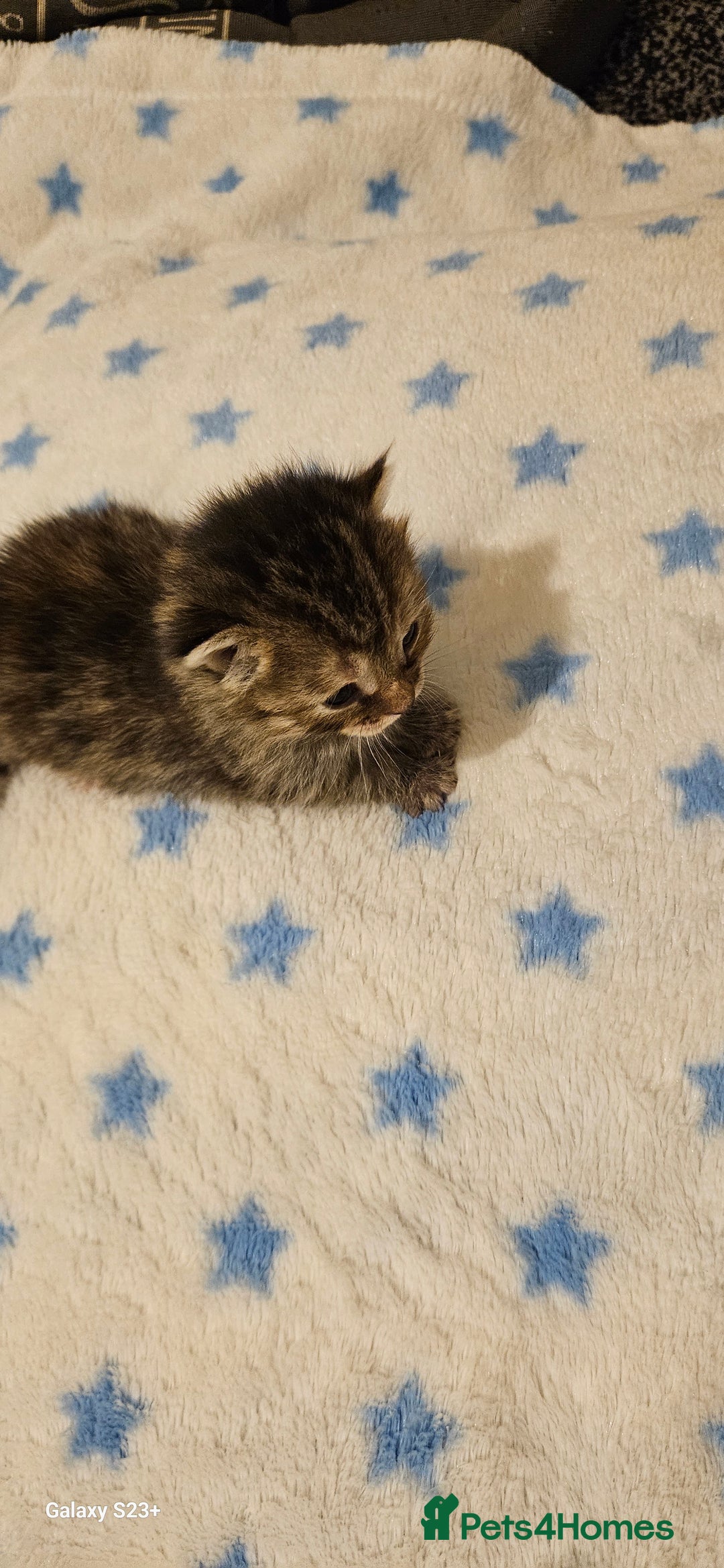 Mixed Breed cats for sale: 5 Bengal x Kittens–Glitter Coats,Beautiful Colours - Image 6