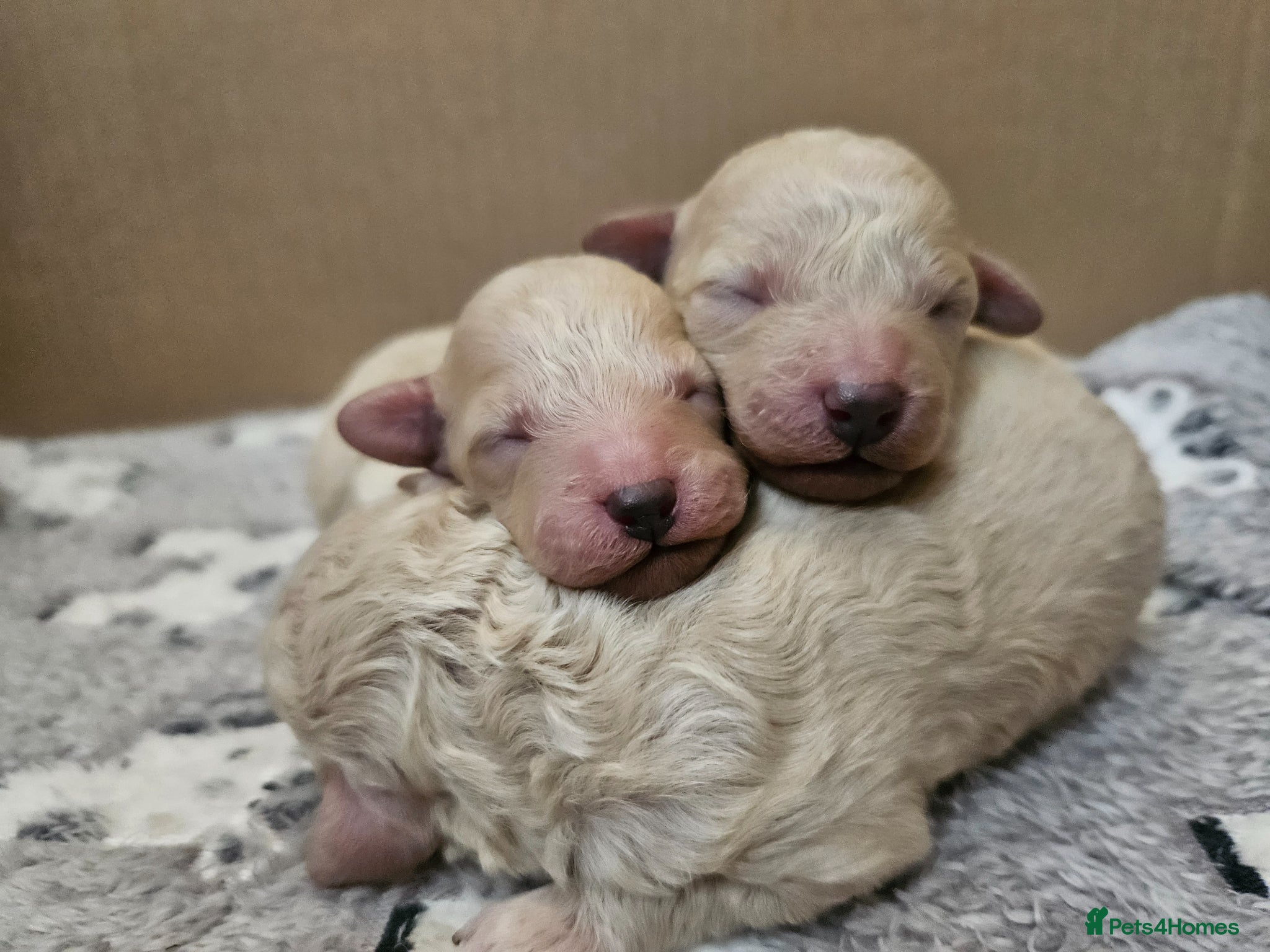 Toy Poodle dogs Toy poodle puppies  - Advert 2