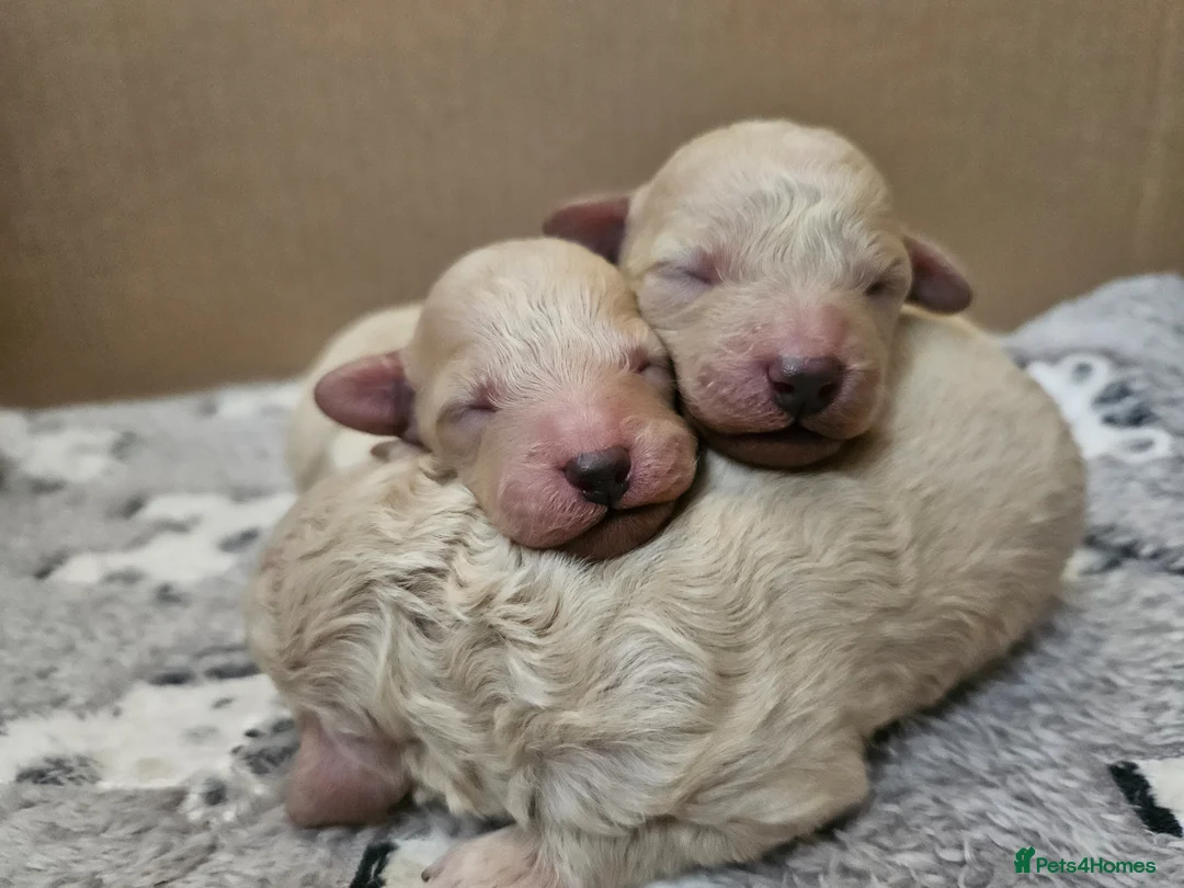 Toy Poodle dogs for sale: 7 Toy poodle puppies 🩷💙 - Advert 1