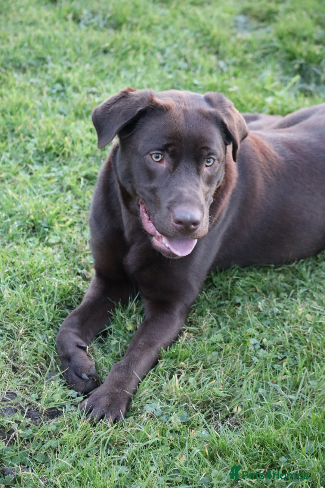 Labrador Retriever dogs for sale: Chocolate lab female  - Advert 6