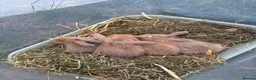 Mini Lop rabbits for sale: New born mini lop rabbits - Advert 19
