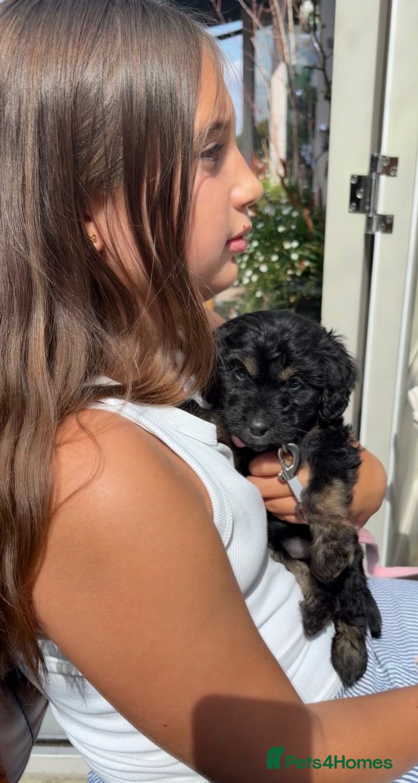 Cockapoo dogs 9 week old girl cockapoo  - Advert 13