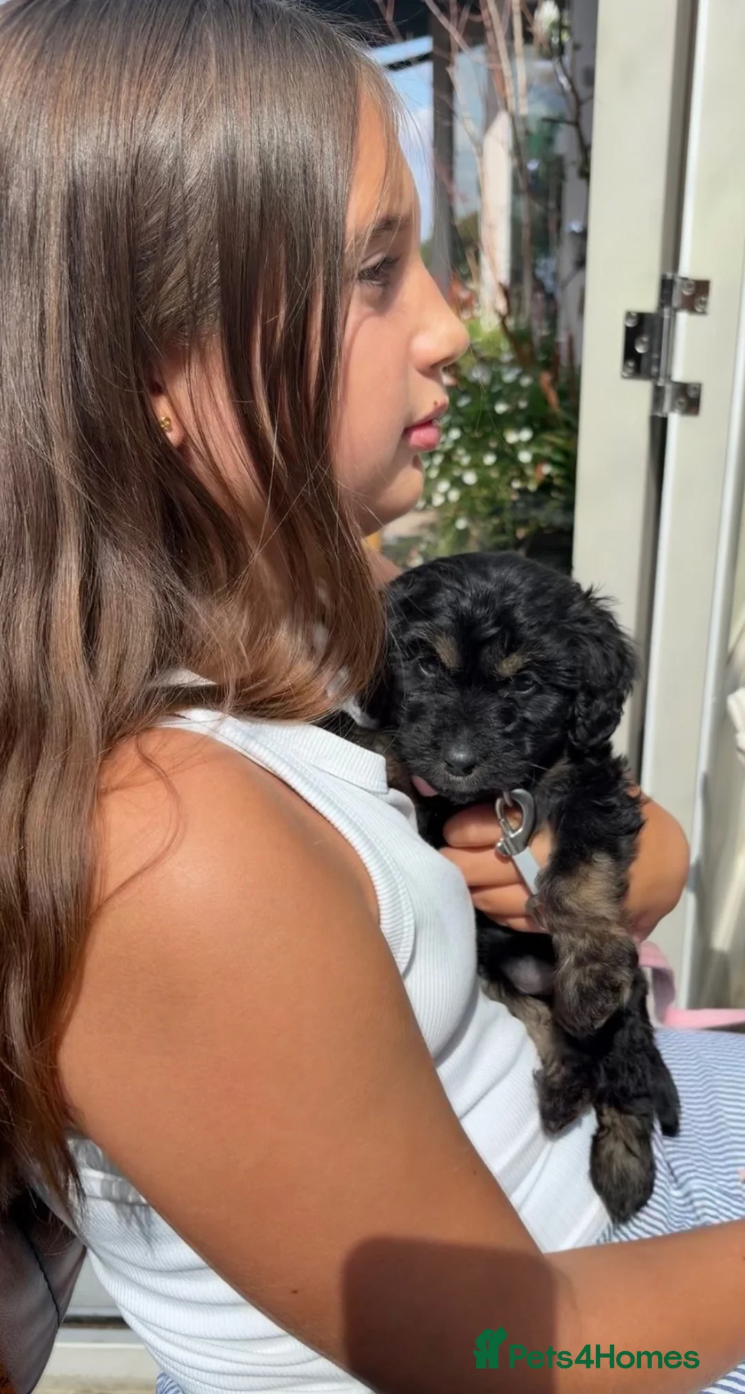 Cockapoo dogs for sale: 9 week old girl cockapoo  - Advert 1
