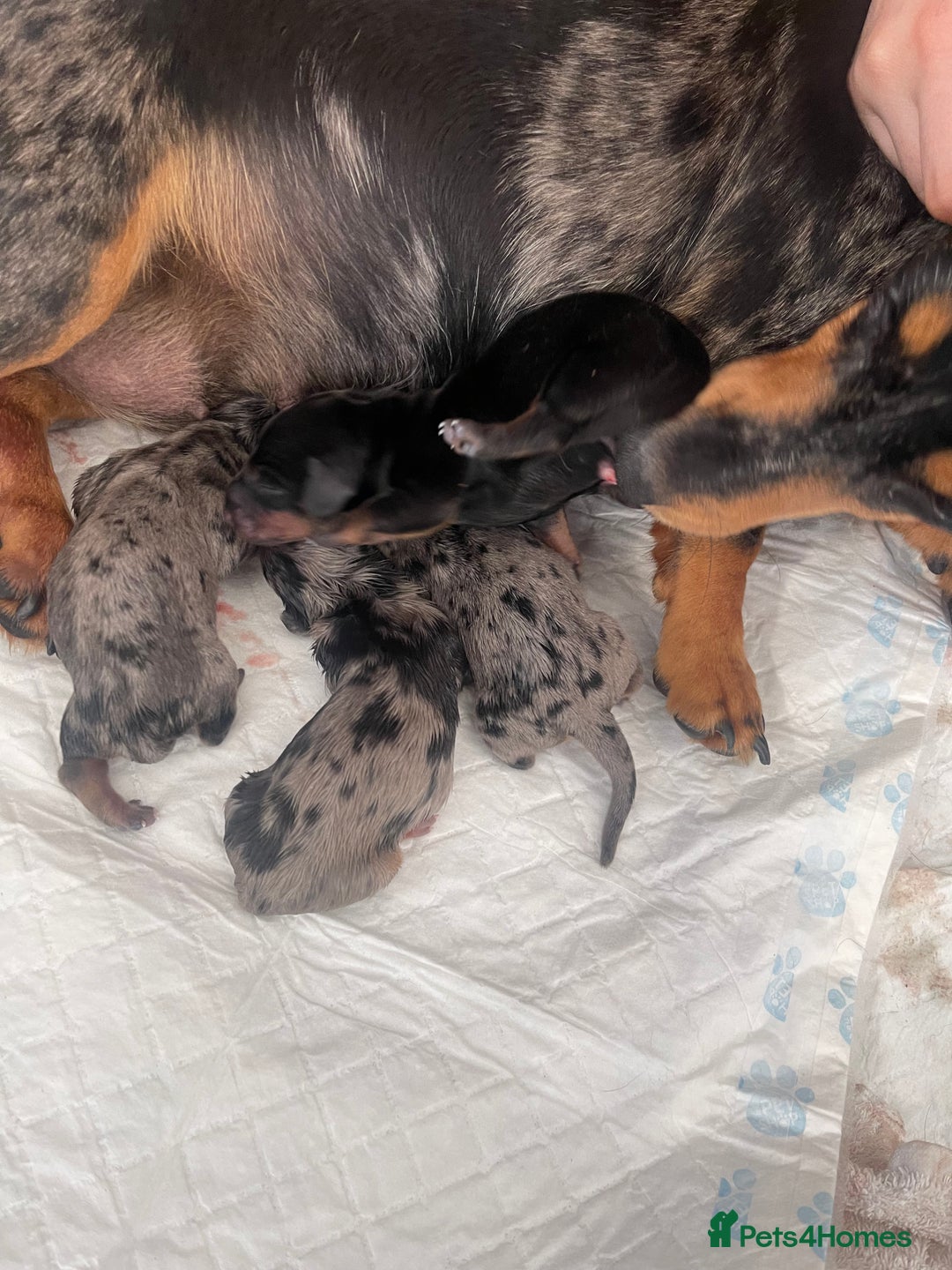 Miniature Dachshund dogs for sale: Pra clear mini smooth dachshund pups - Image 3