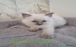 Ragdoll cats for sale: Ready to collect-Blue Point Kittens-Vaccinated - Image 20