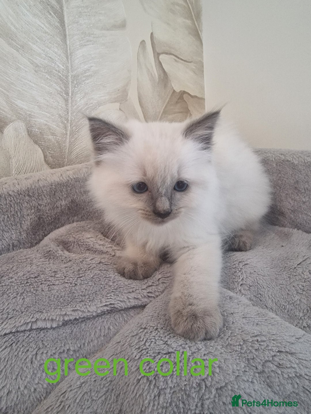 Ragdoll cats for sale: Ready to collect-Blue Point Kittens-Vaccinated - Image 20