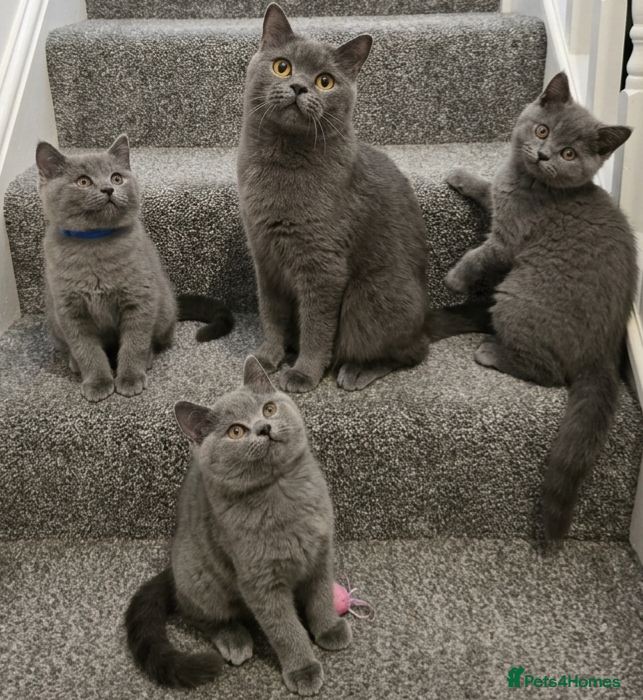 British Shorthair cats BritishShorthairsKittens for Sale  - Advert 2