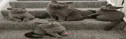 British Shorthair cats for sale: BritishShorthairsKittens for Sale  - Advert 1
