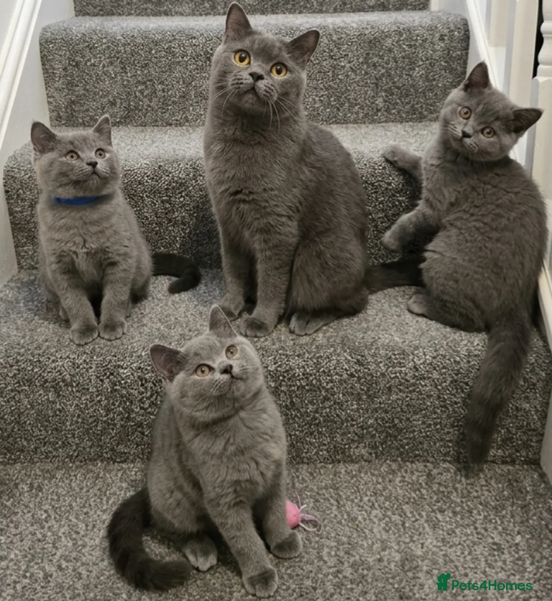 British Shorthair cats for sale: BritishShorthairsKittens for Sale  - Advert 1
