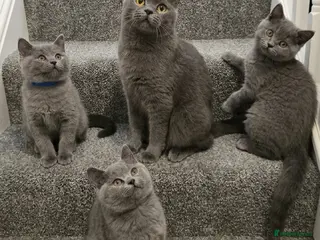 British Shorthair cats BritishShorthairsKittens for Sale - Advert 2