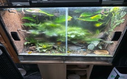 Mixed Breed livestock for sale: Yellow dart frogs - Image 3