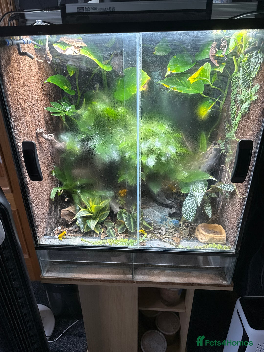 Mixed Breed livestock for sale: Yellow dart frogs - Image 3