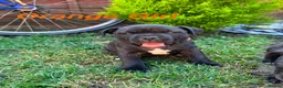 Staffordshire Bull Terrier dogs for sale: Staffordshire Bull Terrier Puppies – 1 Boy&4 Girls - Advert 8