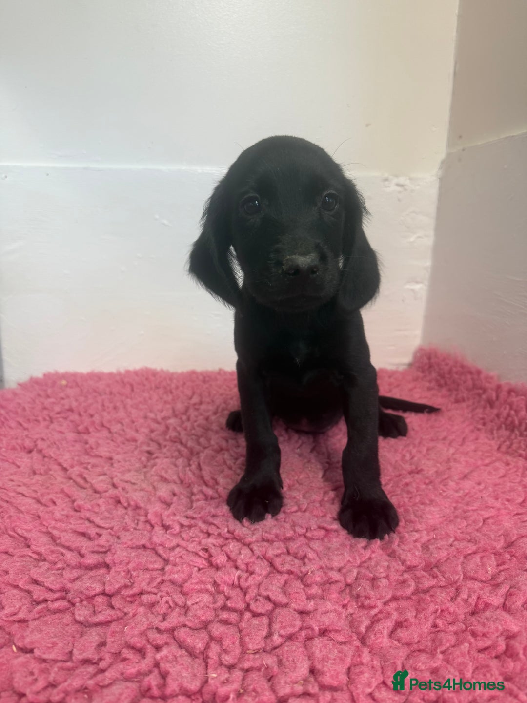 Cockerdor dogs for sale: Gorgeous Cockador Girls - Image 16