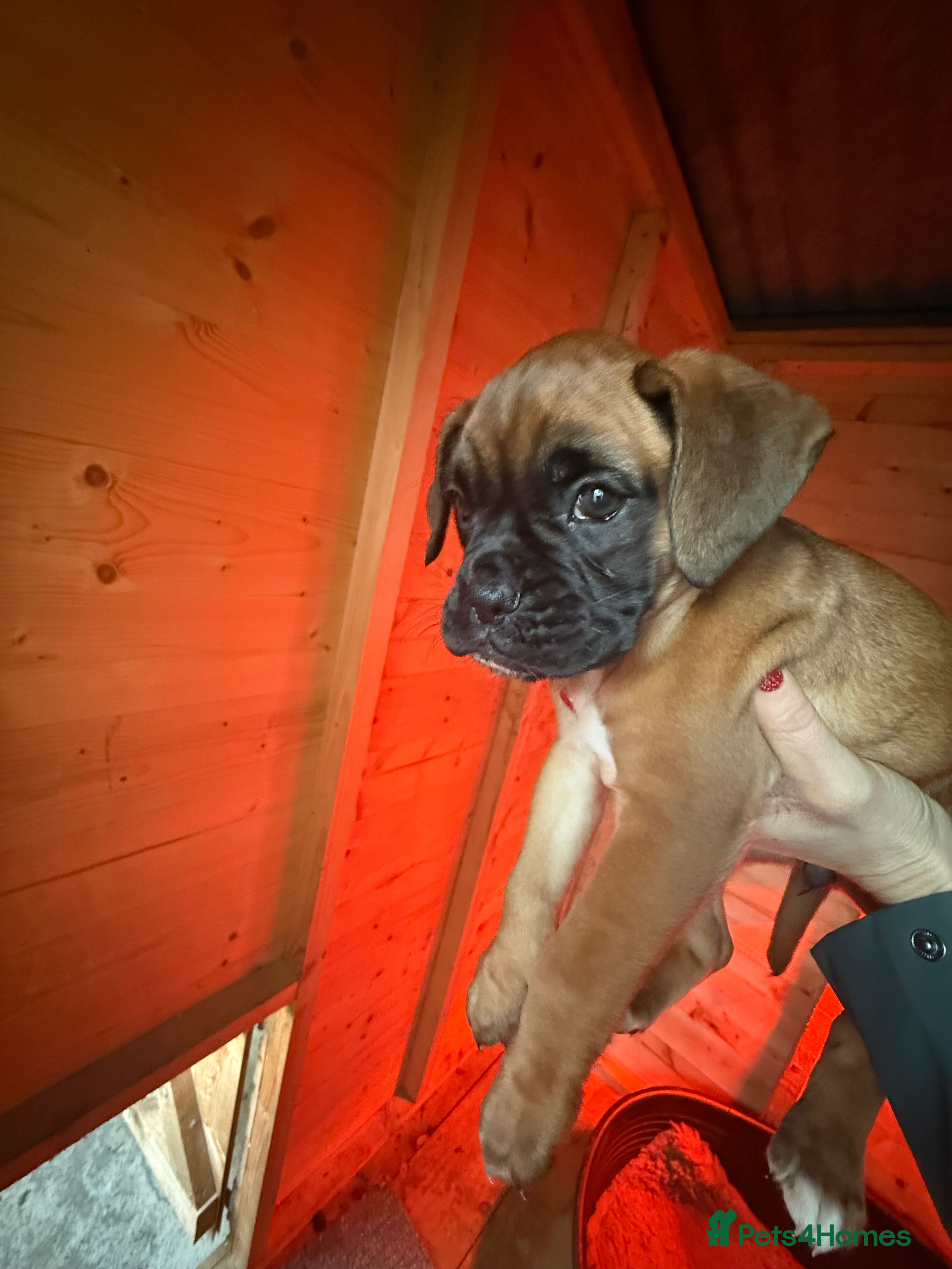 Boxer dogs Full bred Boxer pups 2 females - tan / black mask  - Advert 2