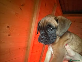 Boxer dogs Full bred Boxer pups 2 females - tan / black mask - Advert 2