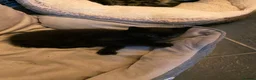 Mixed Breed cats for sale: Two nice kittens  - Advert 8