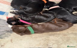 Dobermann dogs for sale: Stunning Top/Best Bloodline Dobermanns For Sale* - Advert 27