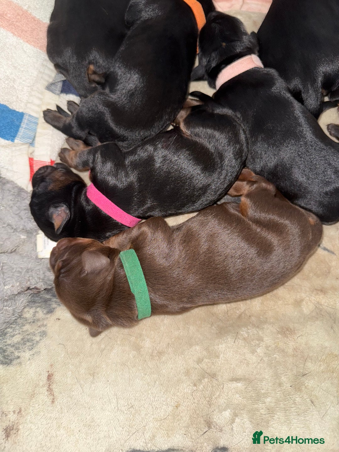 Dobermann dogs for sale: Stunning Top/Best Bloodline Dobermanns For Sale* - Advert 27