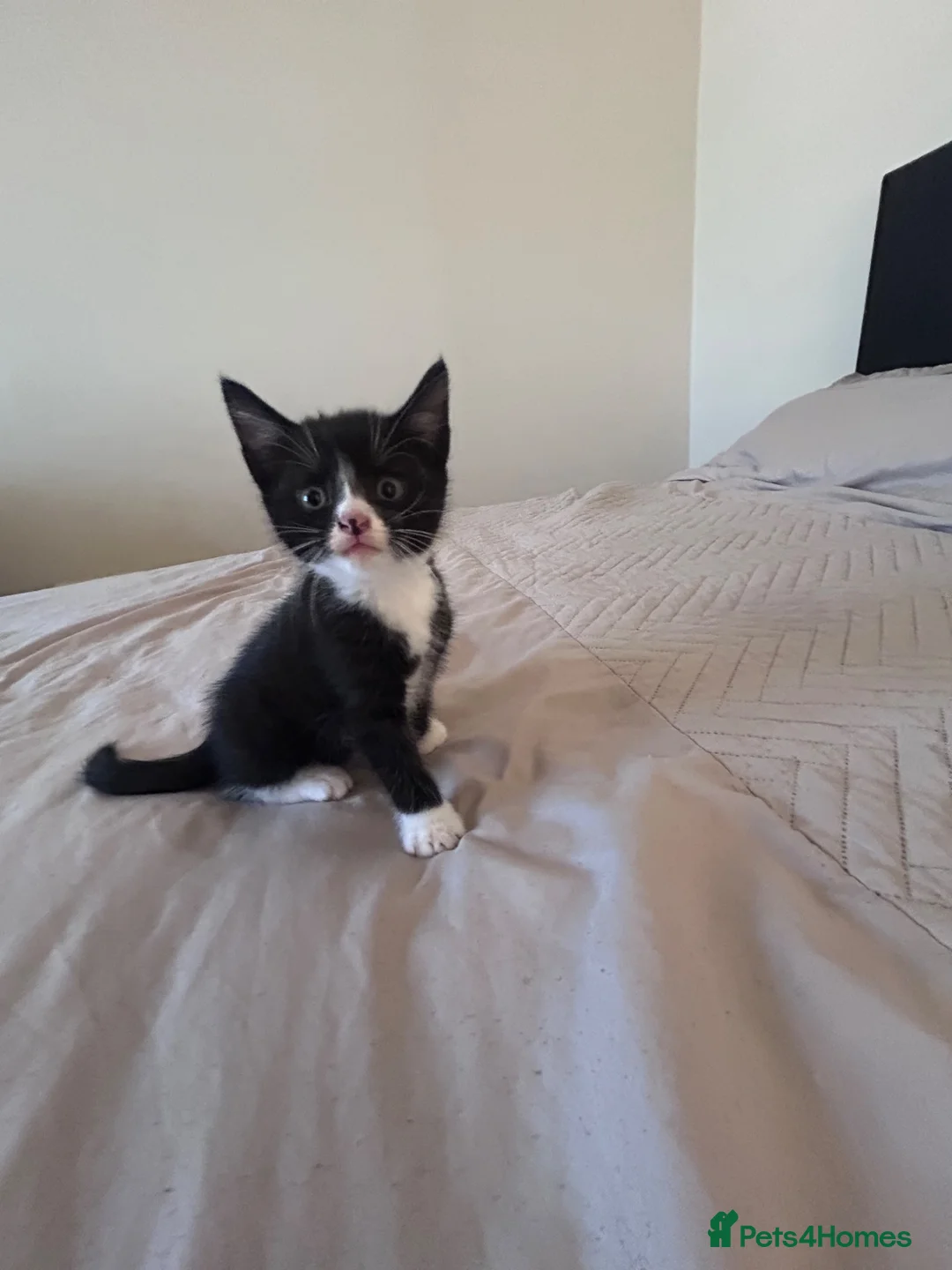 British Shorthair cats for sale: Kittens  in Lanark - Advert 2