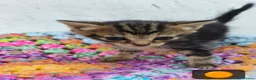British Longhair cats for sale: 🐾 Beautiful Long-Haired Kittens – £350 Each 🐾 - Advert 5