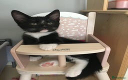 Turkish Angora cats for sale: Turkish angora cross bengal x tabby - Image 4