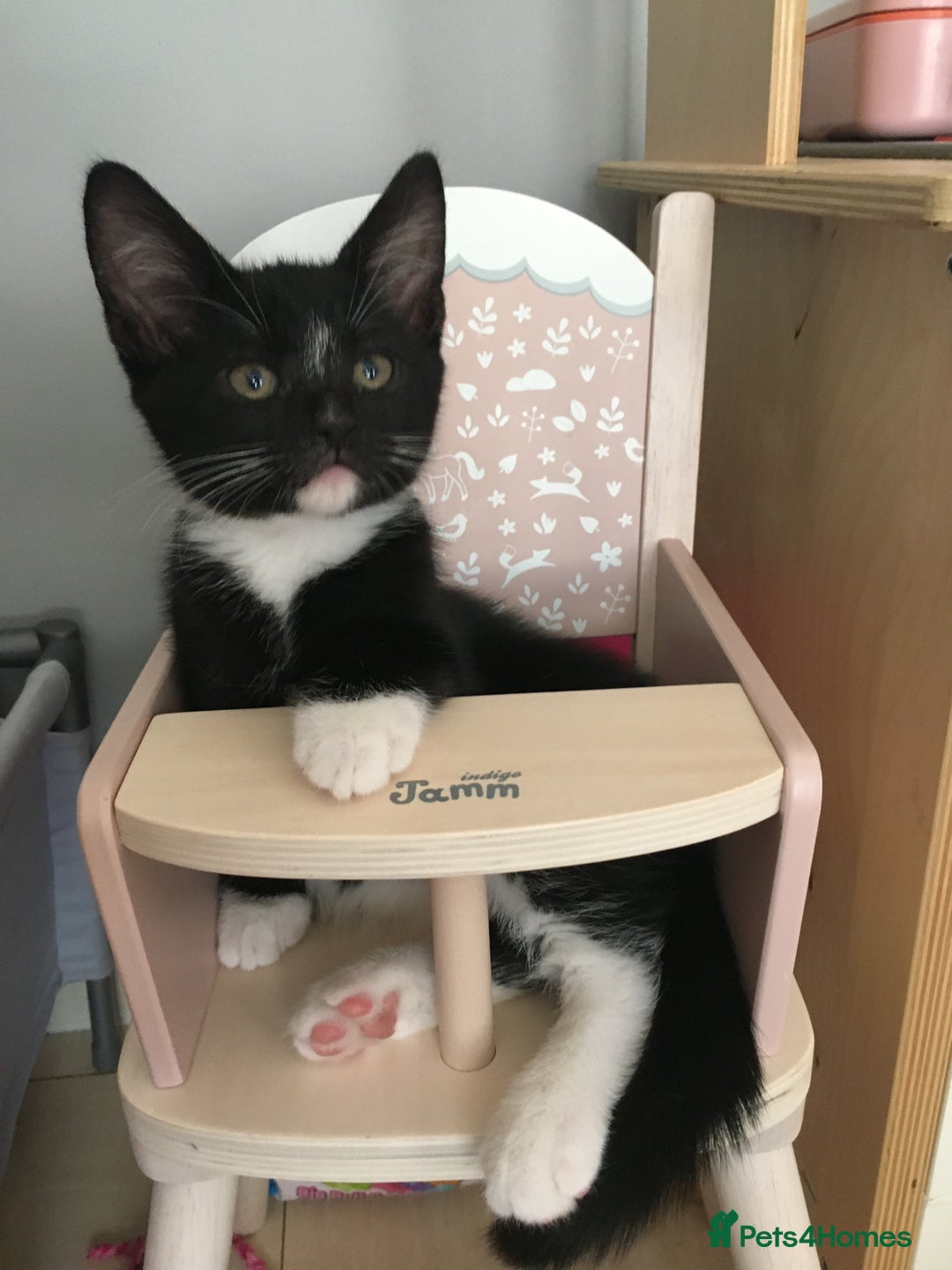 Turkish Angora cats for sale: Turkish angora cross bengal x tabby - Image 4