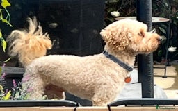 Cavapoochon dogs for sale: Cavapoochon Puppies ready from 20th December 2025  - Advert 26