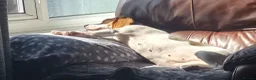 Beagle dogs for sale: Pure Breed Beagle named Donut (1 year old) in Hull - Advert 2