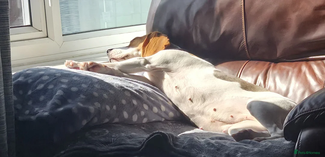 Beagle dogs for sale: Pure Breed Beagle named Donut (1 year old) in Hull - Advert 2