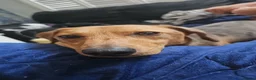 Dachshund dogs for sale: Loving, cuddly, loyal Dachshund- Dash for rehoming in Loughborough - Advert 5
