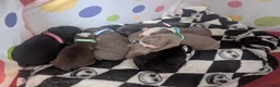 Boston Terrier dogs for sale: Boston X Puppies for sale  - Advert 7