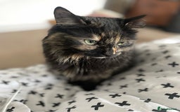 Mixed Breed cats for sale: Three year old Tortoiseshell female - Image 1