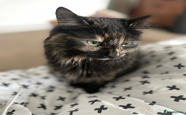 Mixed Breed cats - Advert 13