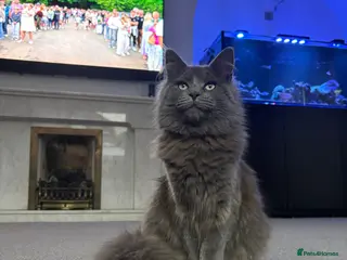 Ragcoon cats Ragcoon - Advert 1