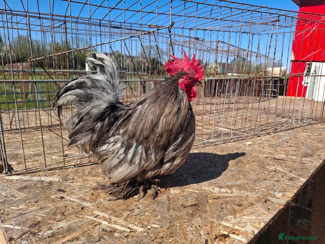 Chickens poultry for sale: Pekin bantom pullets and males  - Advert 5