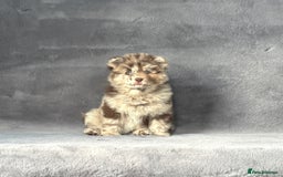 Chow Chow dogs for sale: Stunning Exotic colour chowsky puppies for sale  - Image 4