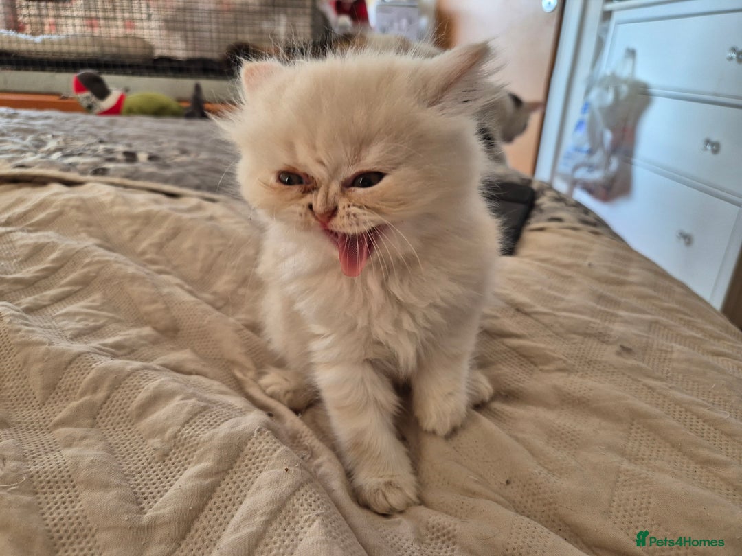 Persian cats for sale: Adorable Female Chinchilla Persian - ready now - Image 11