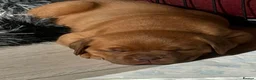 Dogue De Bordeaux dogs for sale: Bordeaux Babies - Advert 11