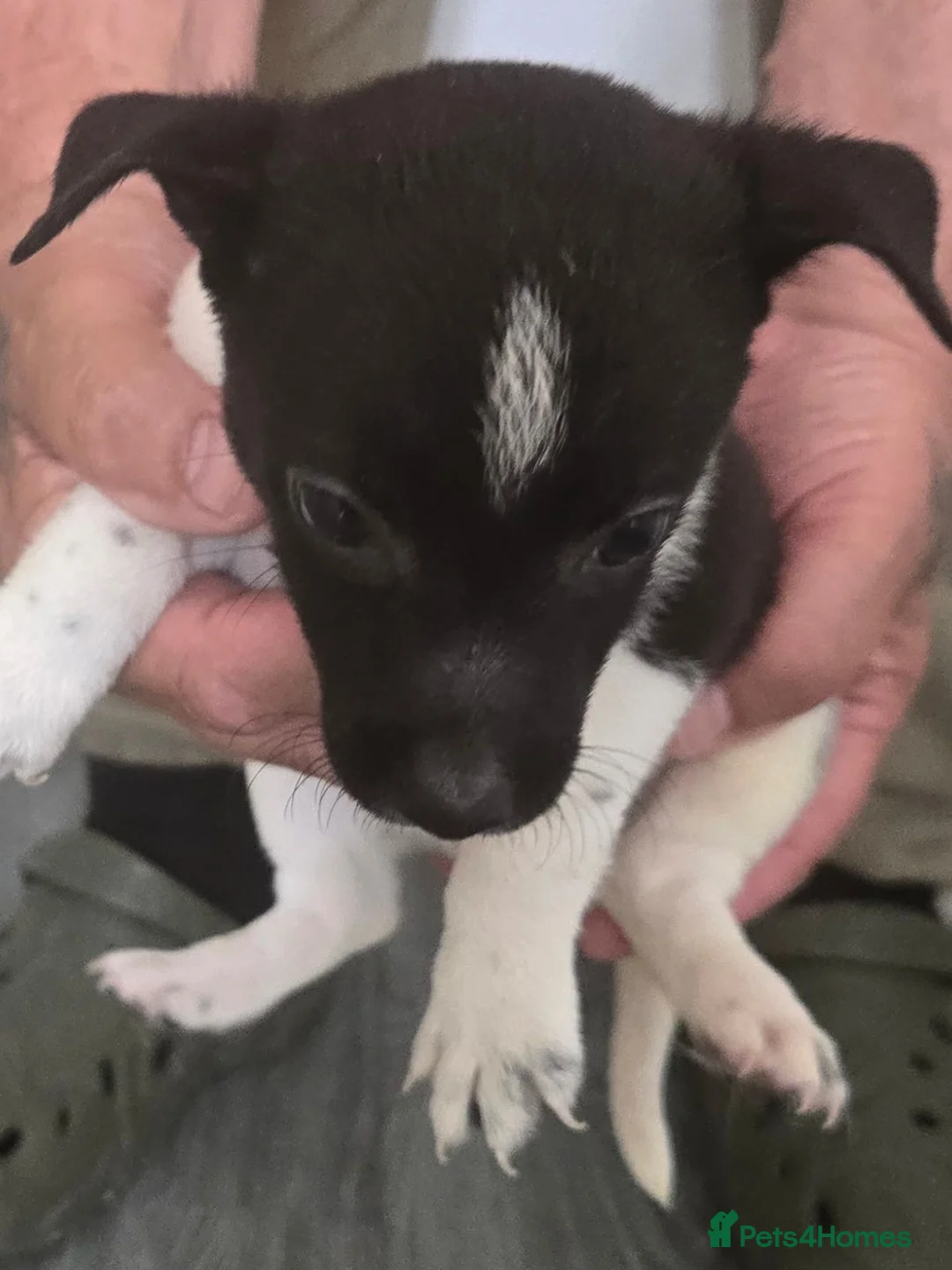 Mixed Breed dogs for sale: Jackrusell x German spitz klein - Advert 2