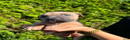 Cane Corso dogs for sale: Cane Corso puppies - Advert 30