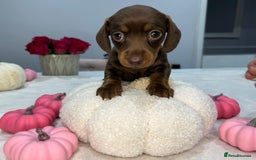 Miniature Dachshund dogs for sale: Miniature Dachshund KC  - Image 2