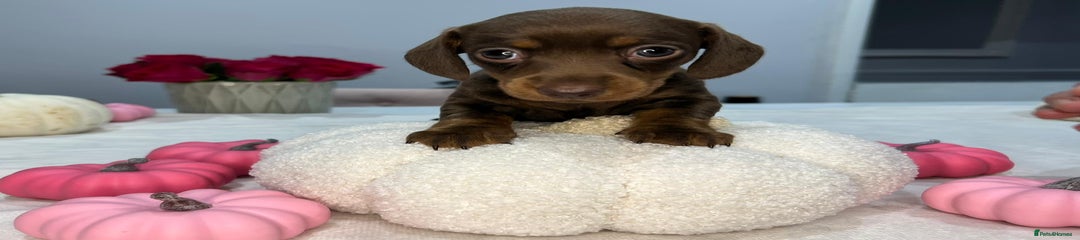 Miniature Dachshund Puppy 2