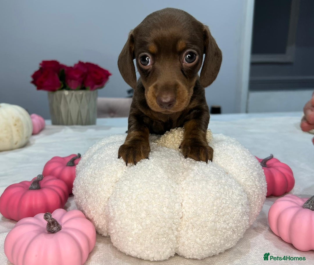 Miniature Dachshund dogs for sale: Miniature Dachshund KC  - Image 2