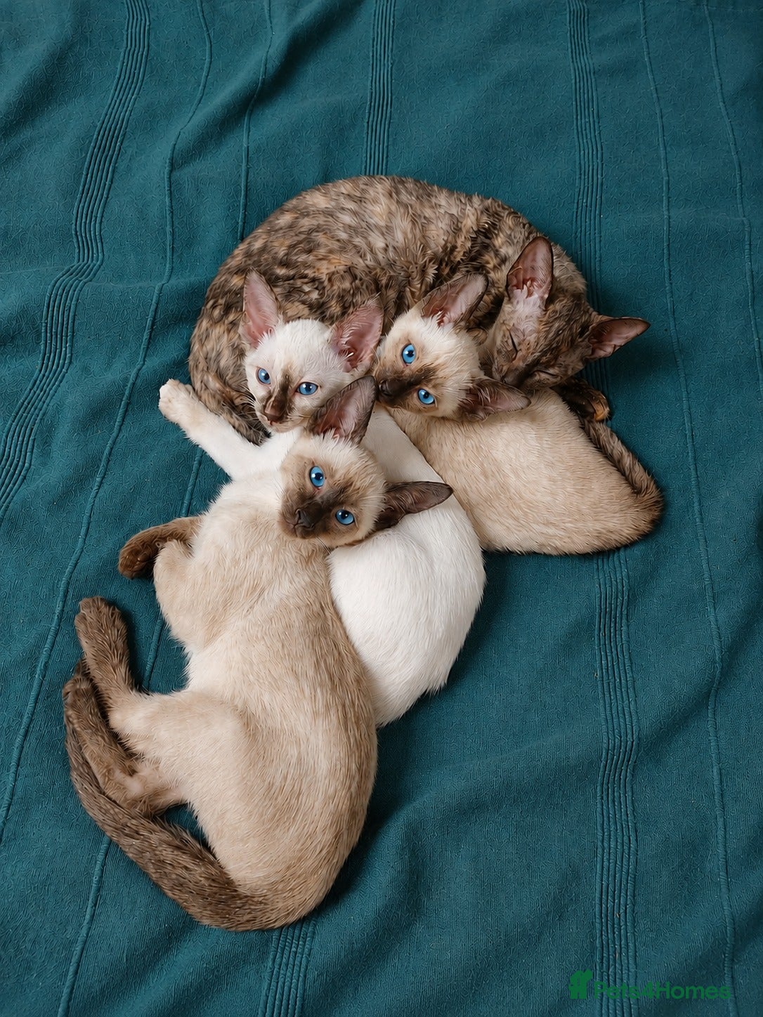 Siamese cats Siamese x rex kittens - Advert 3
